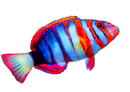 Harlequin Tuskfish (Choerodon faciatus)