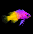 Royal Gramma (Gramma loreto)