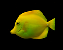 Yellow Tang (Zebrasoma flavescens) - Wild, Hawaiian