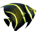 French Angelfish (Pomacanthus paru)