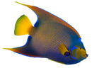 Queen Angelfish (Holocanthus ciliarius)