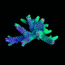 Summertime Sadness Acropora - Frag