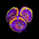 TCK Ultimate Double Rainbow Acan Lord - AED 250 Per Head