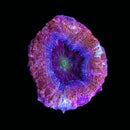 TSA Cherry Pie Acan Bowerbanki (WYSIWYG)