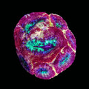 TSA Cherry Pie Acan Bowerbanki (WYSIWYG)