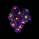 TSA Gorilla Nipples Zoanthid - AED 50 Per Polyp