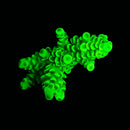 TSA Margaritaville Acropora - Frag