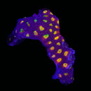 TSA Skittles Favia - WYSIWYG