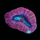 TSA Strawberry Acan Bowerbanki (WYSIWYG)