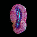 TSA Strawberry Acan Bowerbanki (WYSIWYG)