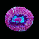 TSA Strawberry Acan Bowerbanki (WYSIWYG)