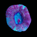 TSA Strawberry Acan Bowerbanki (WYSIWYG)