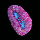 TSA Strawberry Acan Bowerbanki (WYSIWYG)