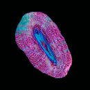 TSA Strawberry Acan Bowerbanki (WYSIWYG)