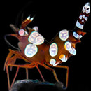 Sexy Shrimp – Thor amboinensis