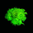 Tidal Garden's Krypton Goniopora