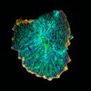 Tidal Garden's Orange Claw Rhodactis Mushroom