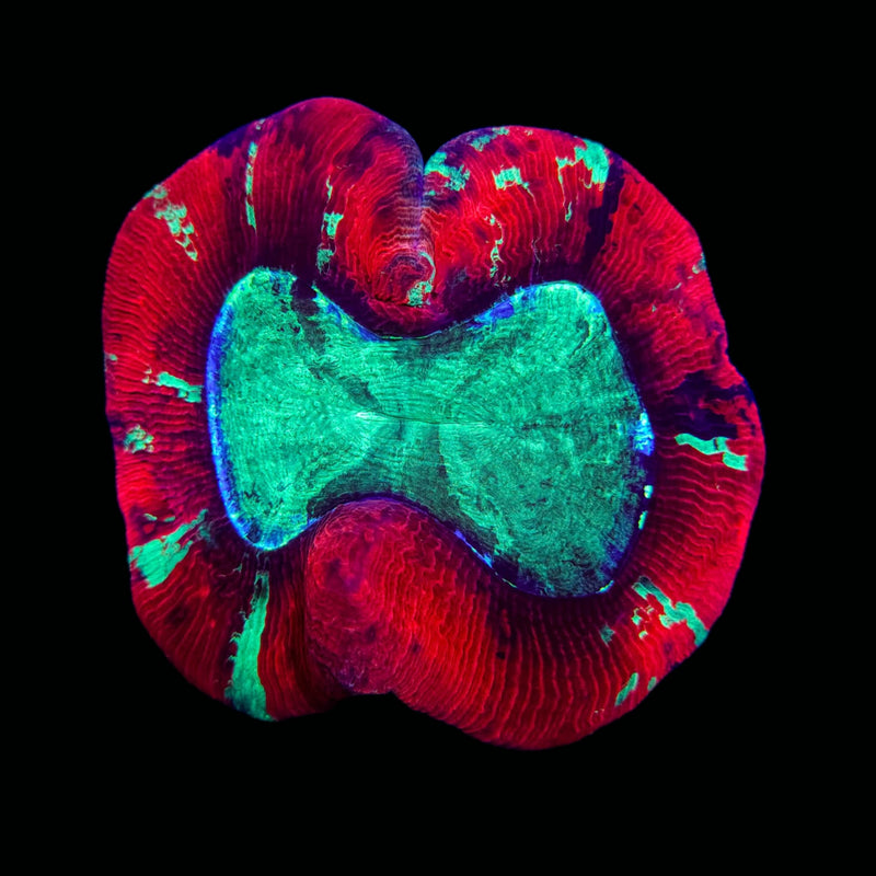 Trachyphillia geoffroyi (WYSIWYG)