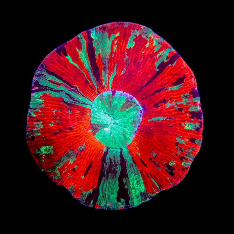 Trachyphillia geoffroyi (WYSIWYG)