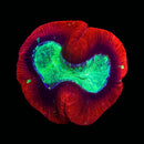 Trachyphillia geoffroyi (WYSIWYG)