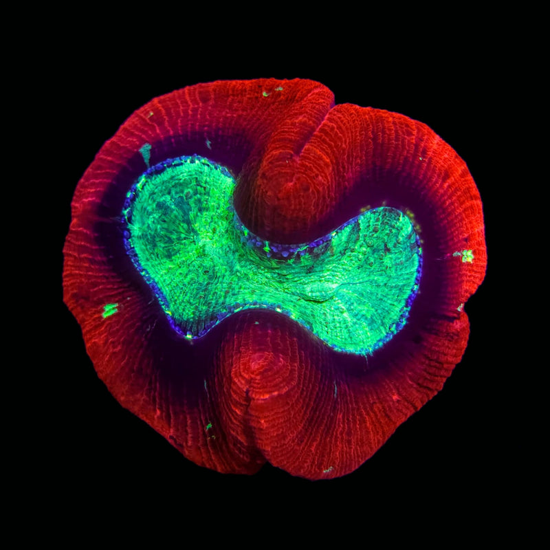 Trachyphillia geoffroyi (WYSIWYG)