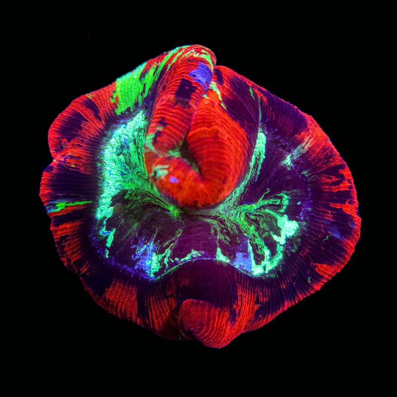 Trachyphillia geoffroyi (WYSIWYG)