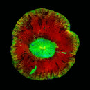 Trachyphillia geoffroyi (WYSIWYG)