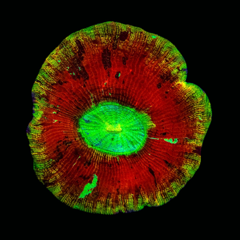 Trachyphillia geoffroyi (WYSIWYG)