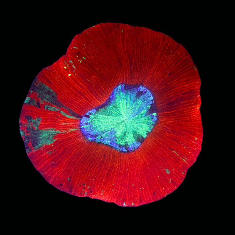 Trachyphillia geoffroyi (WYSIWYG)