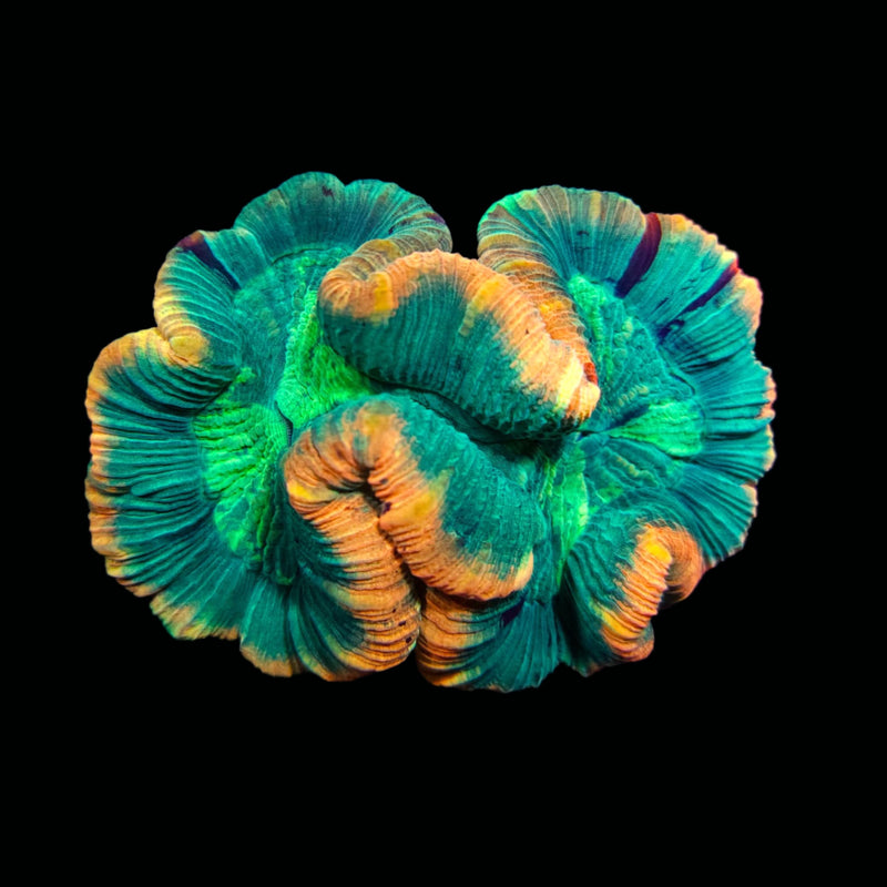 Trachyphillia geoffroyi (WYSIWYG)