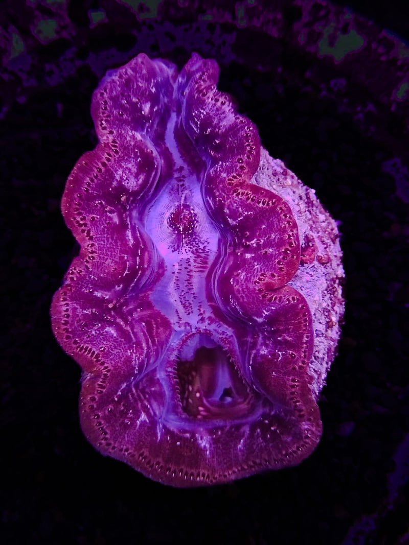 Tridacna crocea Clam