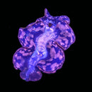 Tridacna maxima - Batik (WYSIWYG)