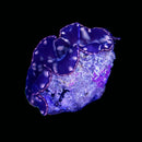 Tridacna maxima - Batik (WYSIWYG)