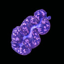 Tridacna maxima - Batik (WYSIWYG)