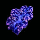 Tridacna maxima - Batik (WYSIWYG)