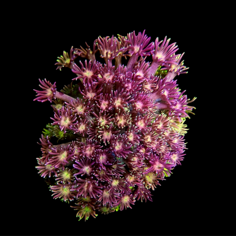 RF Tutti Fruiti Goniopora