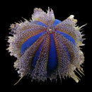 Tuxedo Urchin – Mespilia globulus