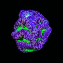 UC Gypsy Blasto Merletti - WYSIWYG