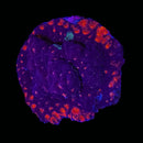 RF Crimson Rise Favia