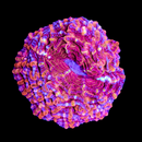 Ultra Rainbow Acanthophyllia (WYSIWYG)