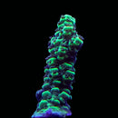 WWC Blazing Banshee Acropora