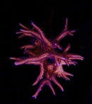 WWC Blue Polyp Birdsnest