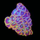 WWC Clown Car Aussie Acan Lord - AED 350 per Head