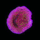 WWC Electric Daisy Stylocoeniella