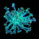 WWC Electrified Gonipora