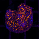 WWC Firestone Stylocoeniella