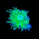 WWC Hobgloblin Duncan