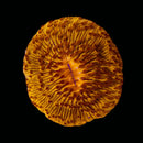 WWC Honey Tangerine Fungia (WYSIWYG)