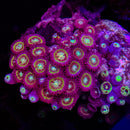 WWC Lemon Chaser Zoas - AED 30 Per Polyp