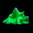 WWC Neon Cabbage Leather